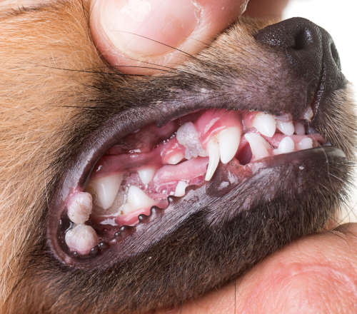 mouth ulcer on dog in front of white background