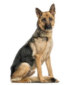 How To Keep Weight on an Older Dog