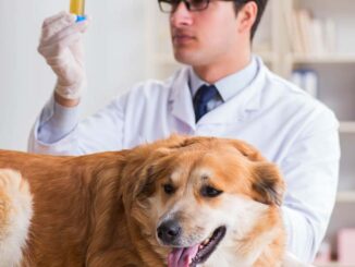 veterinarian doing urine analysis