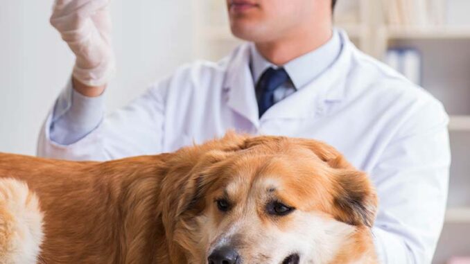 veterinarian doing urine analysis