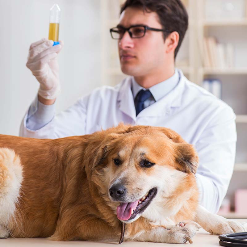 veterinarian doing urine analysis