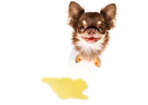 pale yellow healthy dog urine