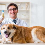 Male Dog UTIs, Prostate & Bladder Infections: Symptoms & Diagnosis