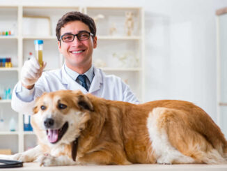 Veterinarian examining golden retriever dog in vet clinic, with urine sample in hand
