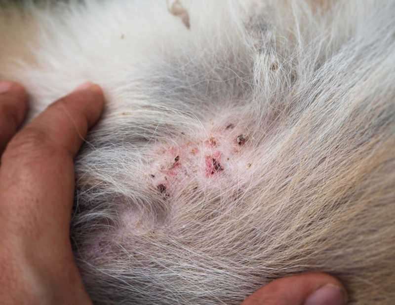 folliculitis in a white dog