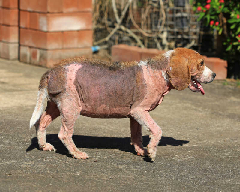 hair loss on a dog