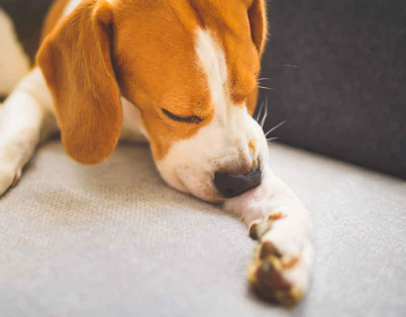 dog scratching and itching leg, a symptom of folliculitis in dogs