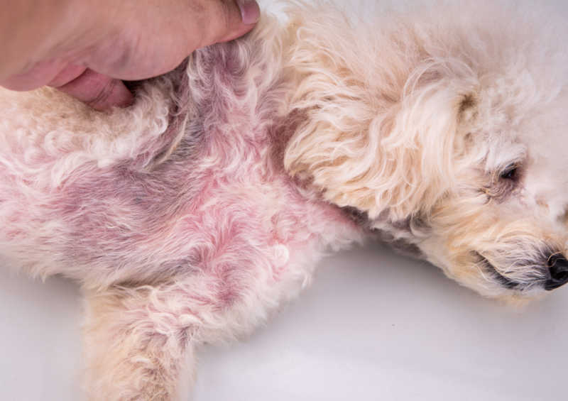 redness on dog belly as a result of folliculitis