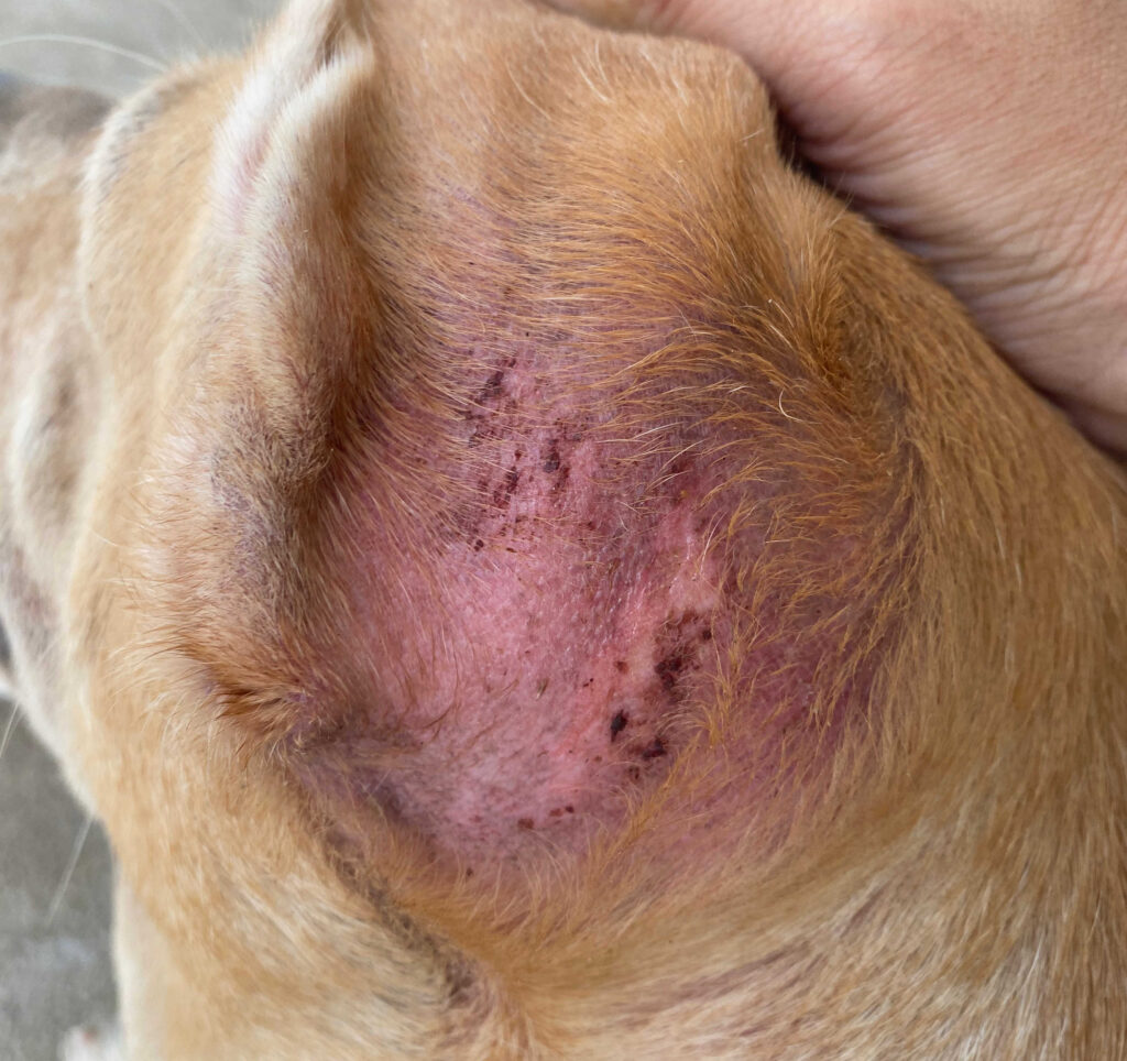 swelling on dog's skin as a result of folliculitis