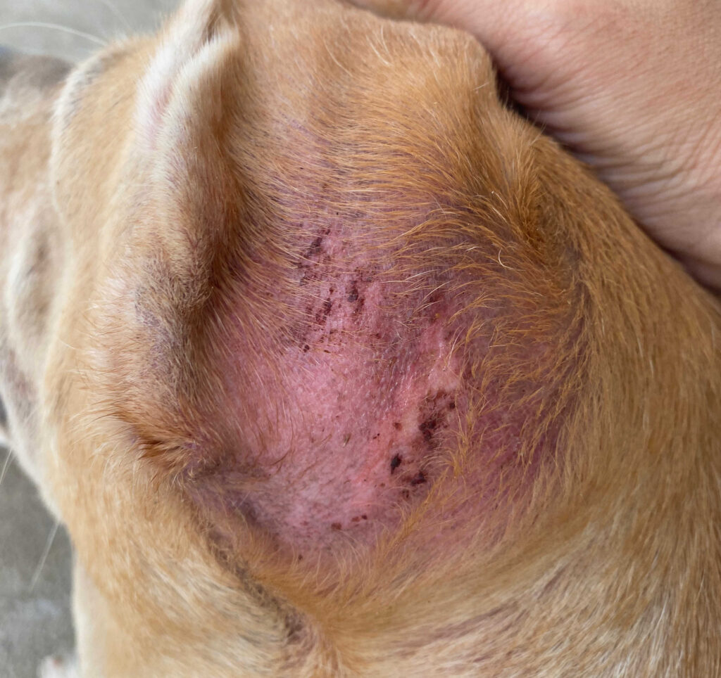 what does folliculitis look like on dogs