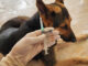 vaccines and a dog