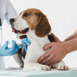 Vaccine Lump on Dog: When Should You Be Worried?