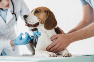 Vaccine Lump on Dog: When Should You Be Worried?