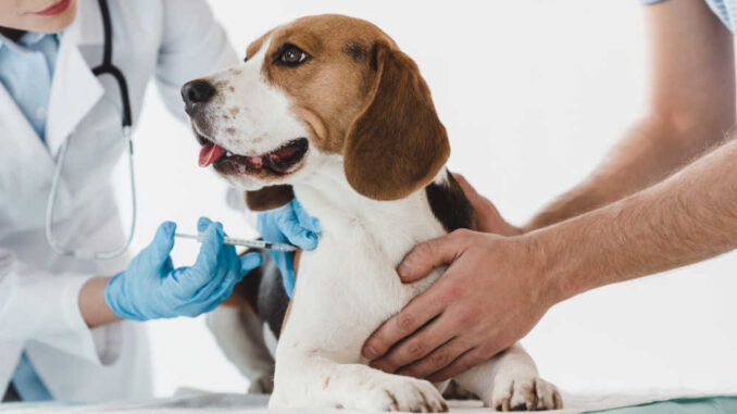 dog getting a vaccine