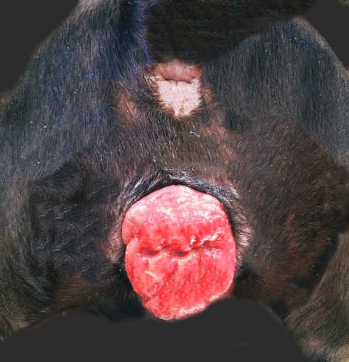 vaginal swollen condition