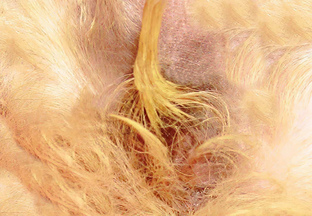 closeup of vaginitis case in a dog