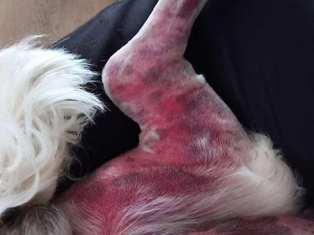 what a snake bite looks like on a dog