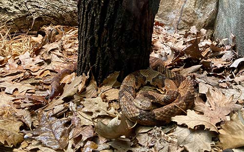 copperhead snake hiding in leaves