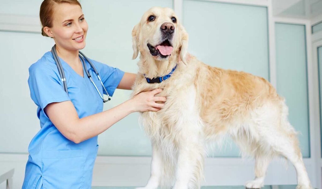 veterinarian and dog