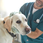 vet inspecting a labrador