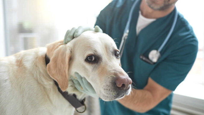 vet inspecting a labrador
