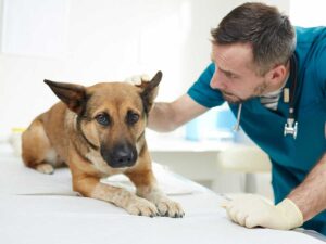 Is It a Dog Wart or a Skin Tag? How to Tell the Difference [6 Pictures to Compare]