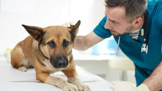 vet looking at dog