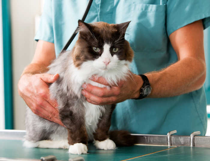 A cat having a check-up at a small animal vet clinic