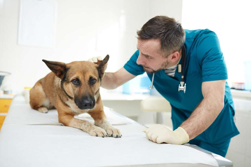 dog at the veterinarian