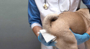 Swollen Anal Glands in Dogs: Our Vet Explains How to Help