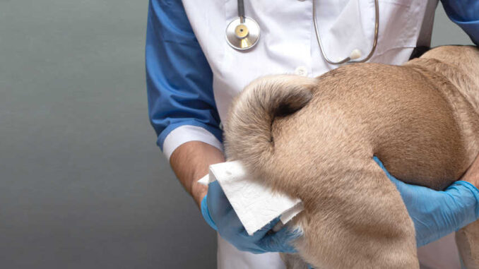 vet cleaning a dog's bottom with a pad