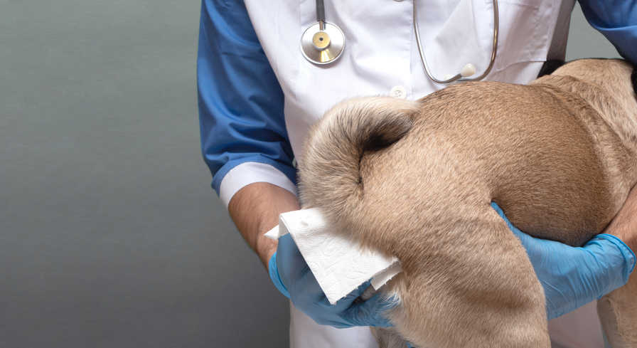 vet cleaning a dog's bottom with a pad