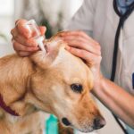 vet putting cleaning drops in dog's ear