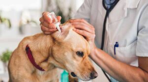 vet putting cleaning drops in dog's ear