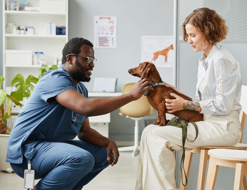 dachshund getting a physical exam with owner