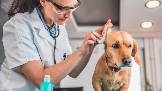veterinarian inspecting a dog's ear for infections