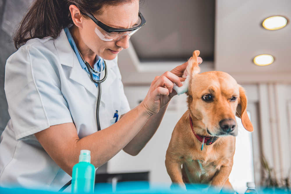 veterinarian inspecting a dog's ear for infections