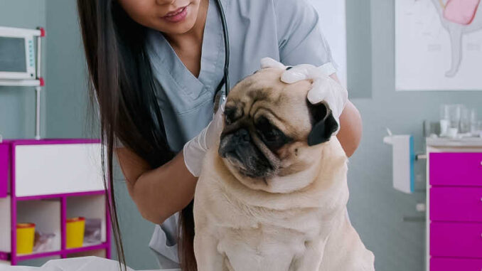 vet exam of a pug's ear