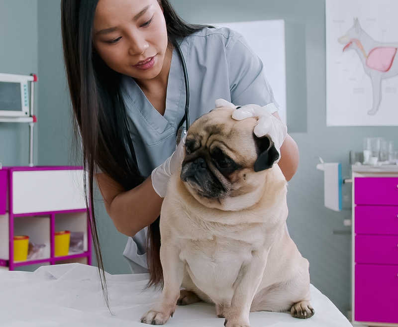 vet examining a pug