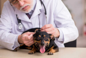 White Bumps on Dogs: 7 Vet-Explained Causes with Pictures