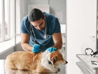 vet performing a close examination of a dog's skin