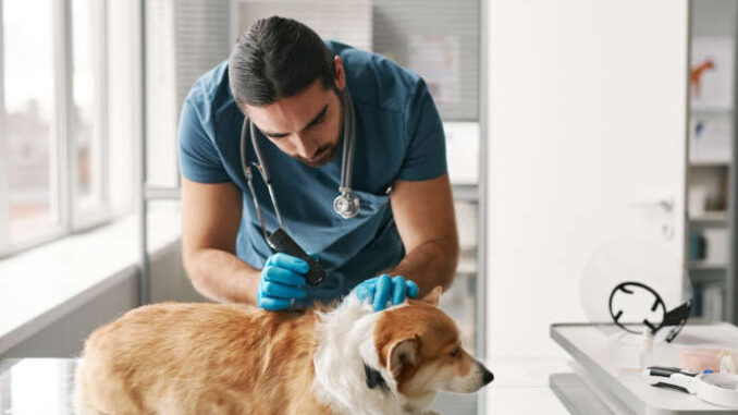 vet performing a close examination of a dog's skin