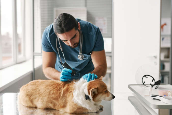 vet doing a close examination of a dog's skin