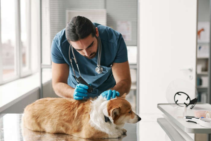 vet performing a close examination of a dog's skin