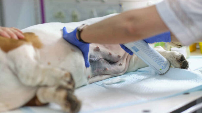 how to help dogs wounds heal faster