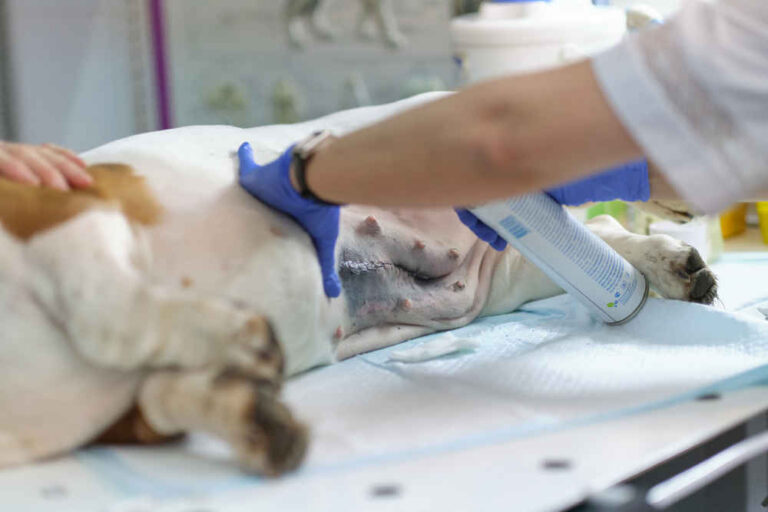 How to Heal Dog Wounds Quickly, According to a Veterinarian