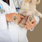 Lumps Under the Skin in Dogs: Our Vet Explains