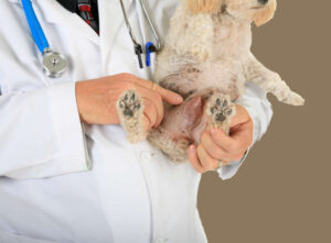 Lumps Under the Skin in Dogs: Our Vet Explains