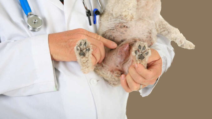 veterinarian holding a poodle with a lump under the skin