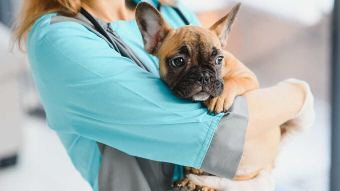 vet holding dog in the clinic